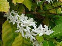 Kaffeeblüte in unserem Garten