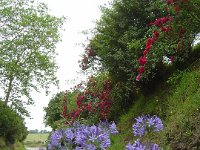 Die Blüten an den Wege- und Straßenrändern wechseln stark in den Jahreszeiten