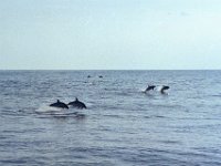 Sechs Delphinpärchen gleichzeitig in der Luft; einseltenes Vergnügen!